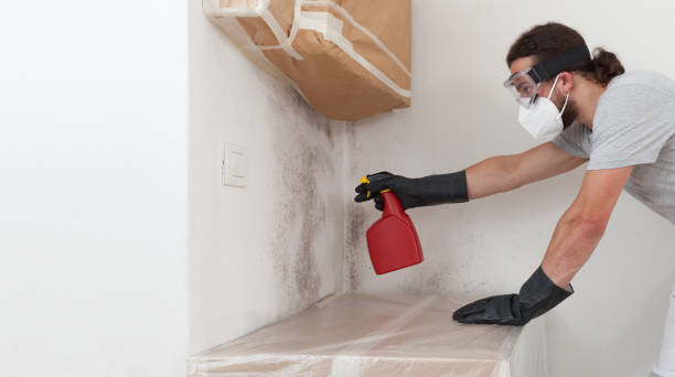 Professional Mold Remediation technician working in Mead, CO