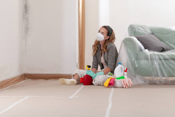 Reliable Mold Remediation contractor in Mead, CO by 24 Hour Mold Removal