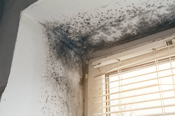 Affordable Mold Remediation solutions in Mead, CO